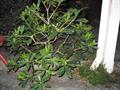 native daphne, Australian cheesewood , mock orange